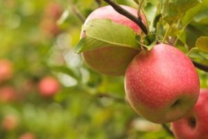 Dimagrire con la frutta: le sei migliori alternative