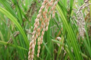In arrivo il riso OGM “ecologico”