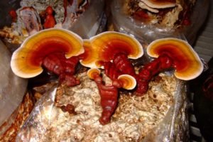 Ganoderma o fungo reishi: la verità sul fungo dimagrante