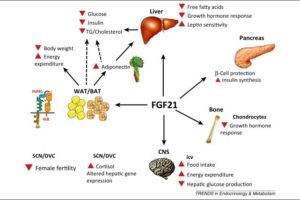 L’attivazione delle cellule NKT legata a calo di peso e glicemia