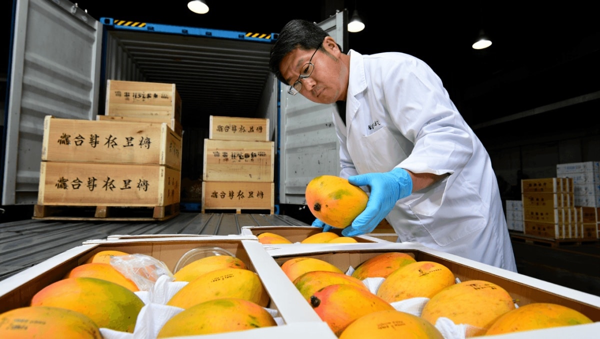 Mango indiani bloccati dal Giappone: allarme mosche ferma le importazioni dopo 20 anni