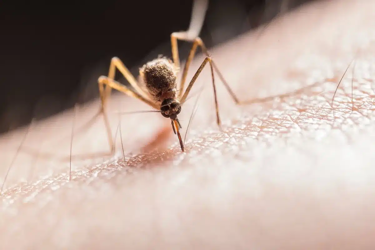 Zanzara ripresa in dettaglio, vettore del virus West Nile
