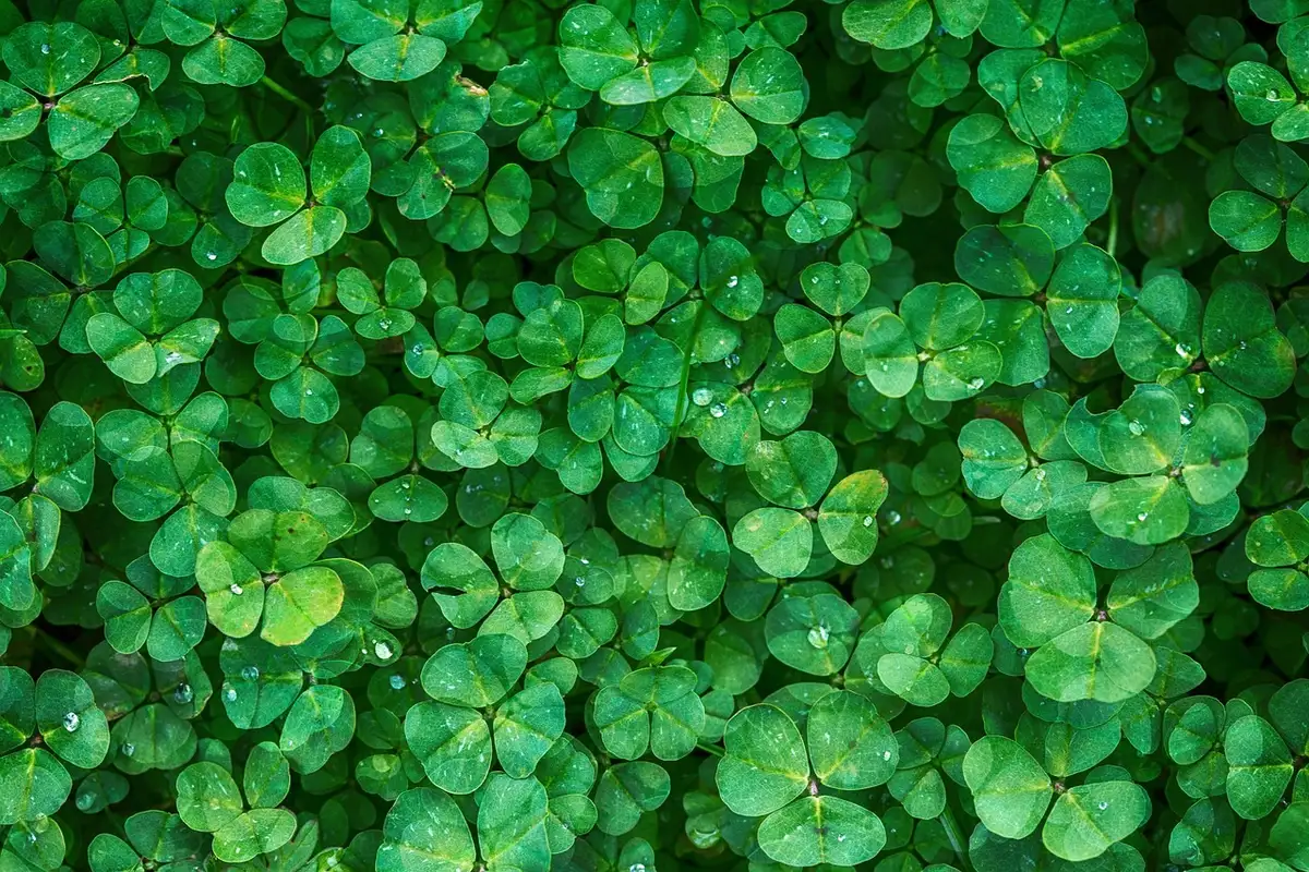 Verdure a foglia verde su un tagliere