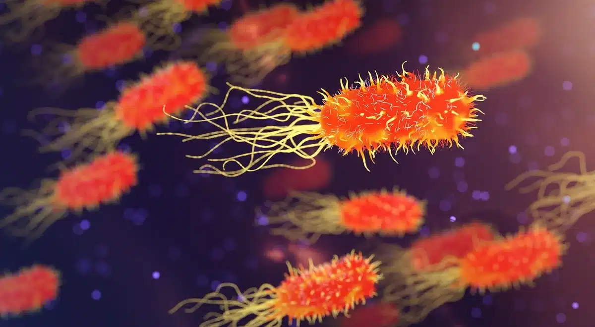 Cellule batteriche viste al microscopio, rappresentazione scientifica