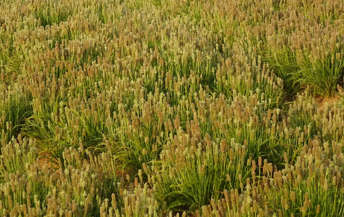 Semi di psillio su sfondo neutro che mostrano la cuticola esterna