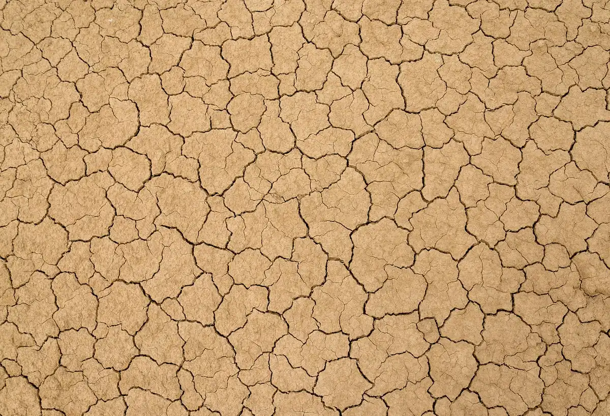 Spore fungine al microscopio e materiale vegetale in decomposizione